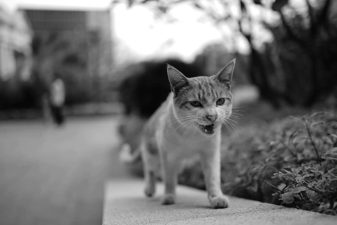 Post 7 by Joe Zhong on Instagram (image)