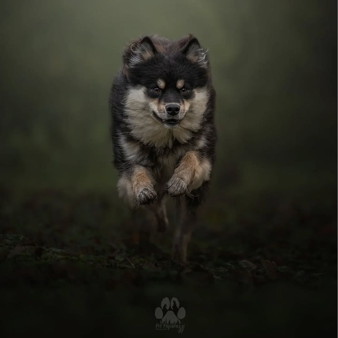 Post 5 by Pet Paparazzi™ | Pet Photography & Education | Lena Lewis on Instagram (image)