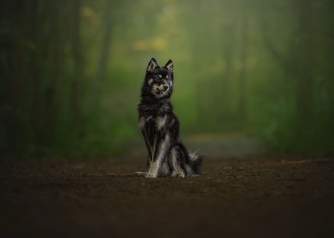 Post 3 by Pet Paparazzi™ | Pet Photography & Education | Lena Lewis on Instagram (image)