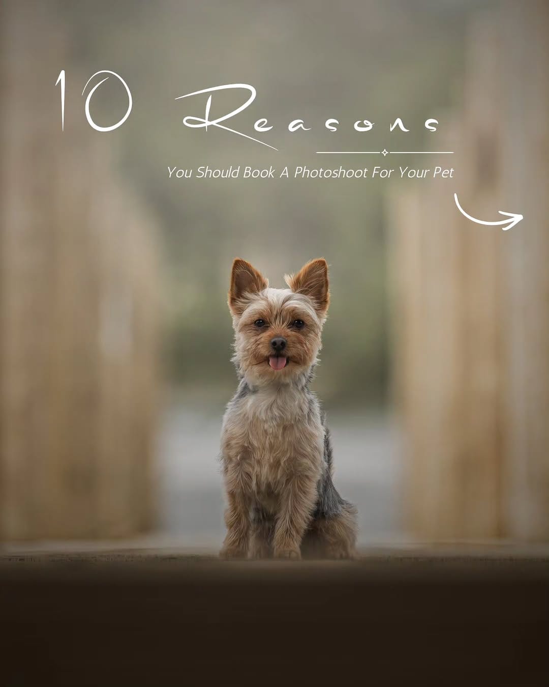 Post 2 by Pet Paparazzi™ | Pet Photography & Education | Lena Lewis on Instagram (carousel)