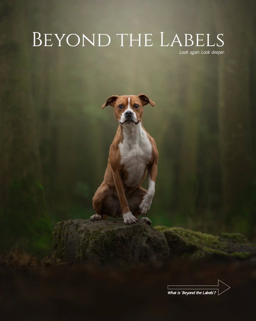 Post 10 by Pet Paparazzi™ | Pet Photography & Education | Lena Lewis on Instagram (carousel)