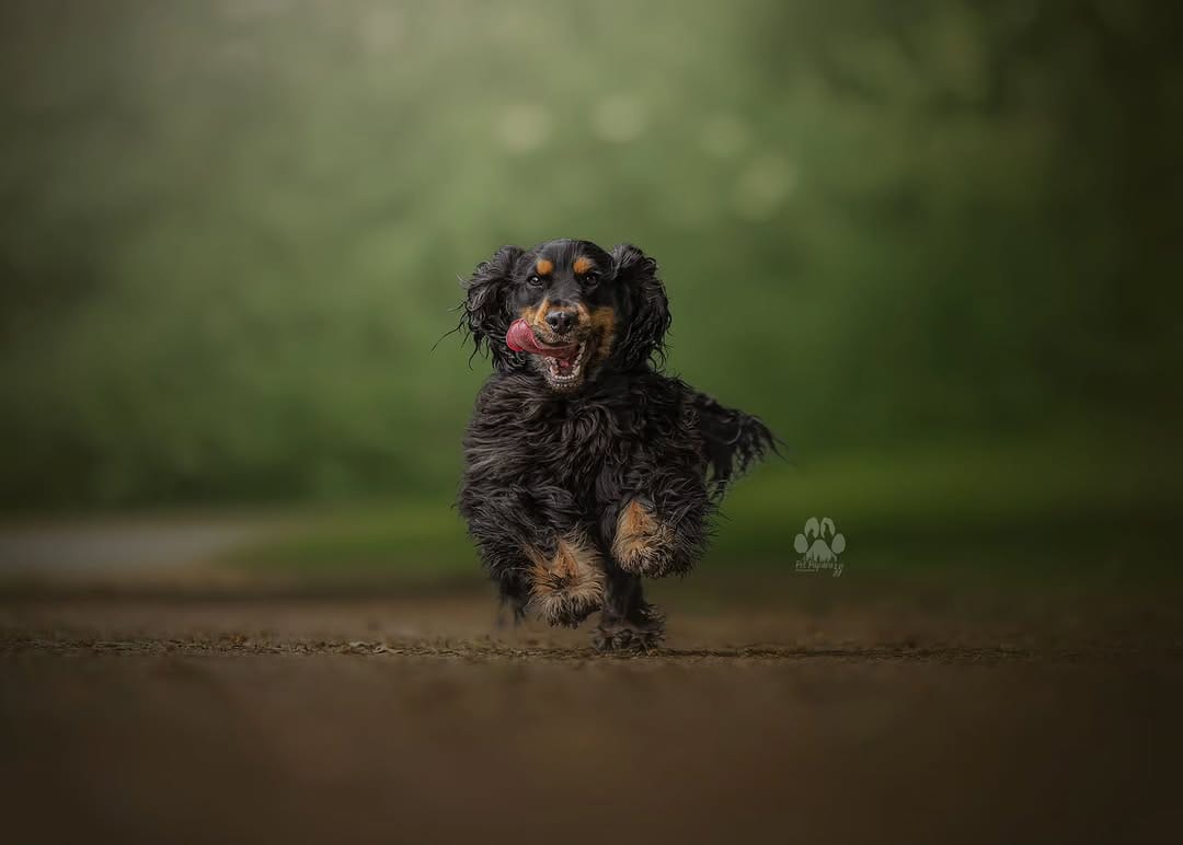 Post 4 by Pet Paparazzi™ | Pet Photography & Education | Lena Lewis on Instagram (image)