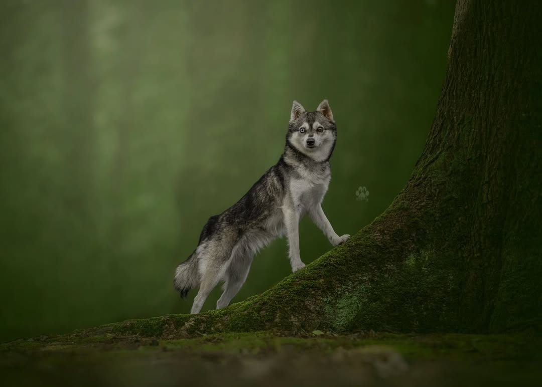 Post 6 by Pet Paparazzi™ | Pet Photography & Education | Lena Lewis on Instagram (image)