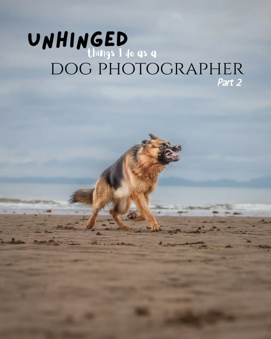 Post 7 by Pet Paparazzi™ | Pet Photography & Education | Lena Lewis on Instagram (carousel)