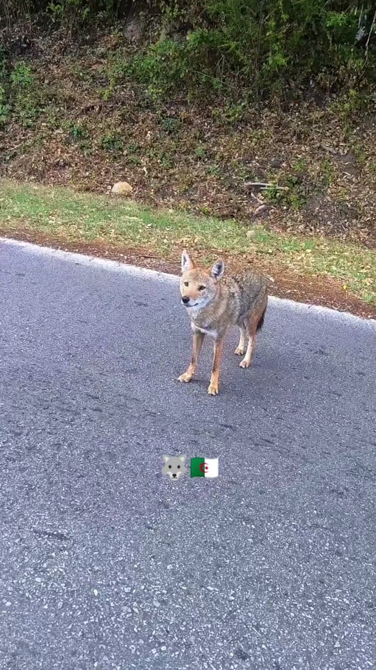 Post 6 by Amer on TikTok (video)