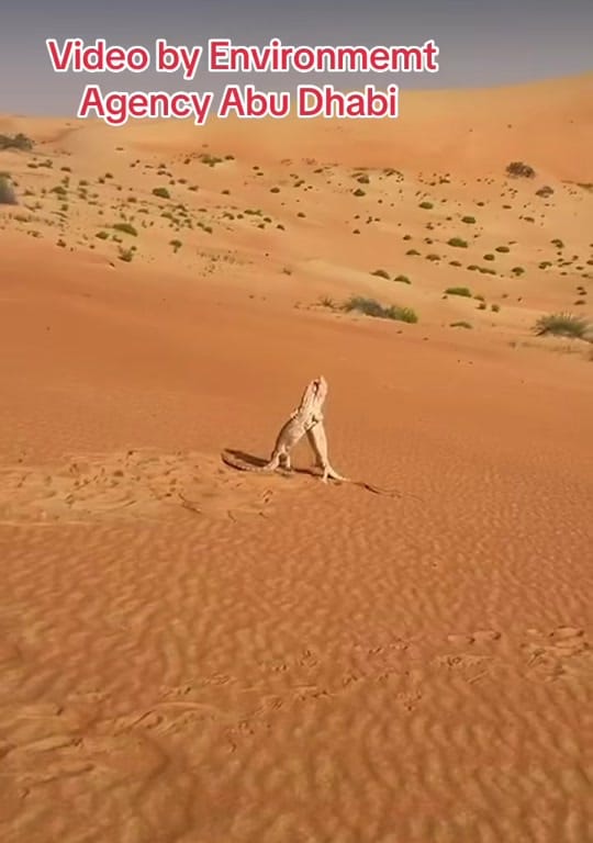 Post 8 by UAE - Information - News - Ent on TikTok (video)