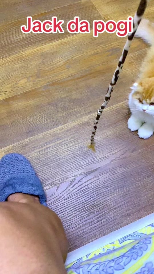 Post 4 by GUCCI on TikTok (video)