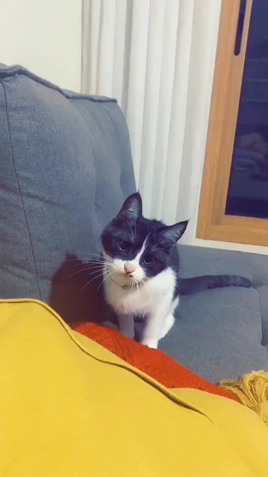 Post 2 by Ghenwa Kaedbey on TikTok (video)