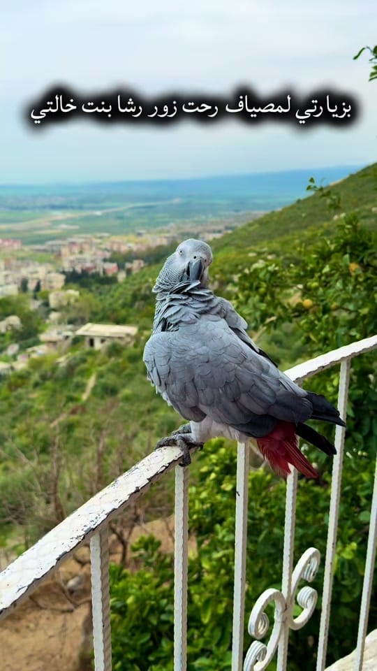 Post 6 by Sarah Darwish سارة درويش on TikTok (video)
