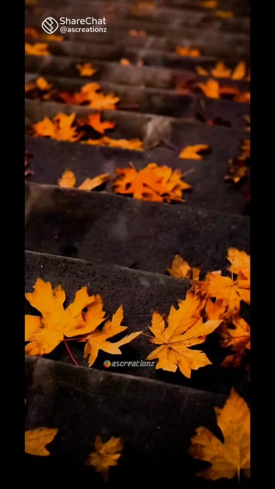 Post 5 by vipin Alappuzha on TikTok (video)