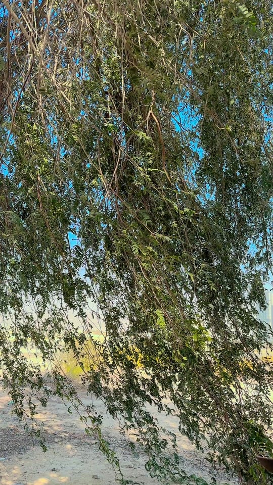 Post 3 by Niazi Crypto on TikTok (video)