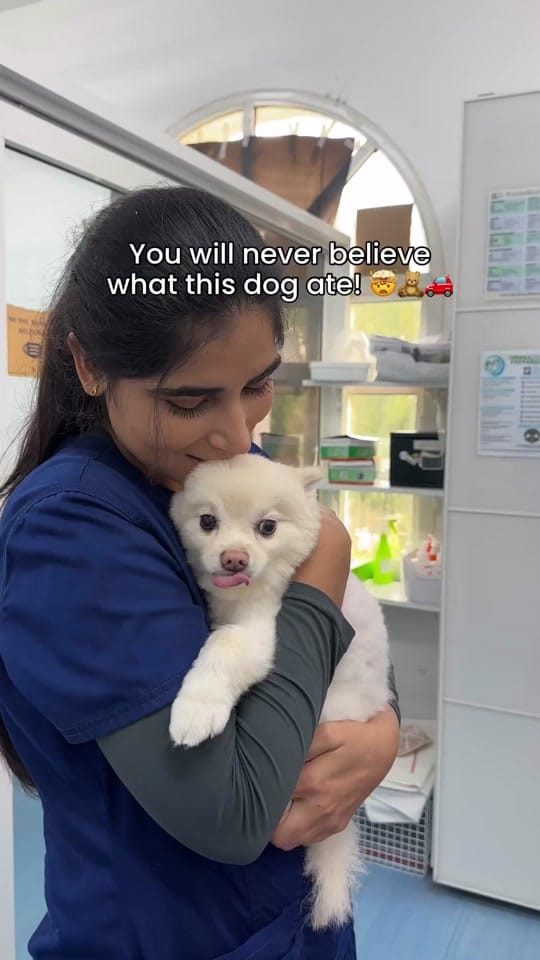 Post 10 by Modernvetdubai on TikTok (video)
