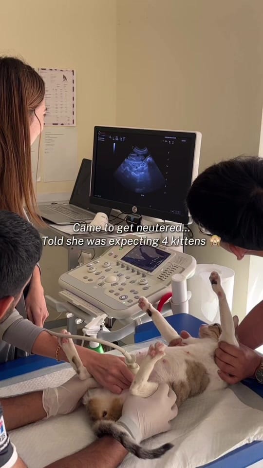 Post 5 by Modernvetdubai on TikTok (video)