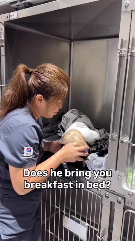 Post 3 by Modernvetdubai on TikTok (video)