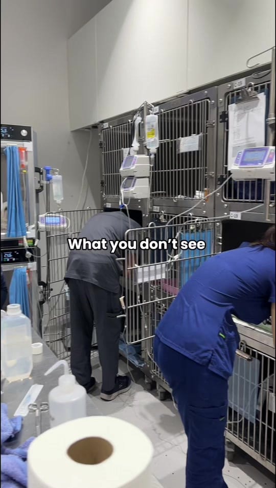 Post 9 by Modernvetdubai on TikTok (video)