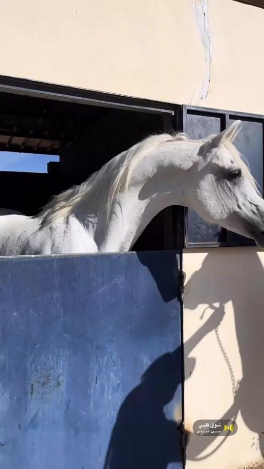 Post 9 by Marwan Alali🇦🇪🐎 on TikTok (video)