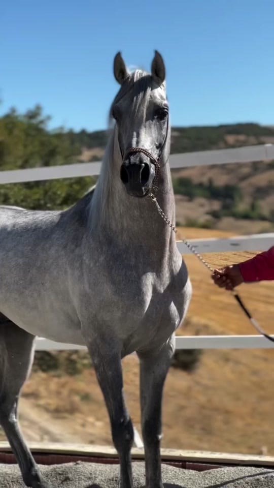 Post 8 by Marwan Alali🇦🇪🐎 on TikTok (video)