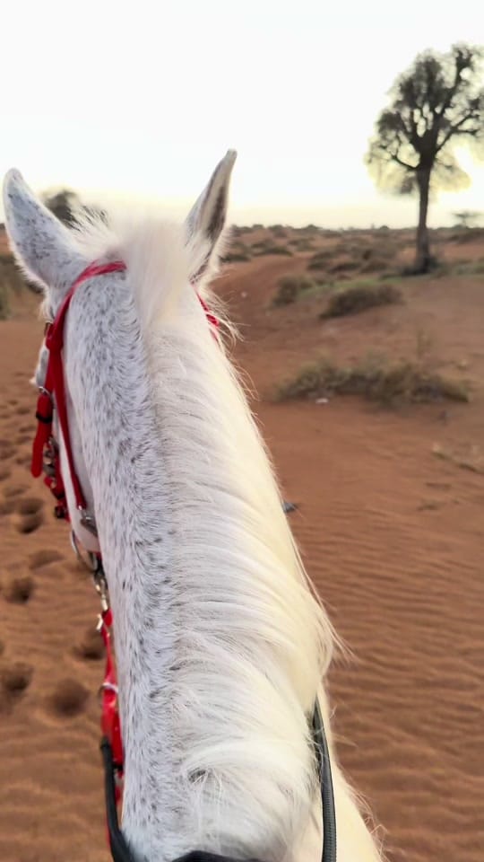 Post 7 by Marwan Alali🇦🇪🐎 on TikTok (video)