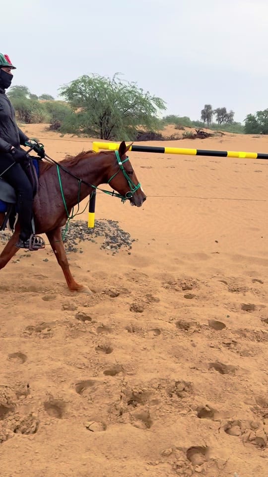 Post 4 by Marwan Alali🇦🇪🐎 on TikTok (video)