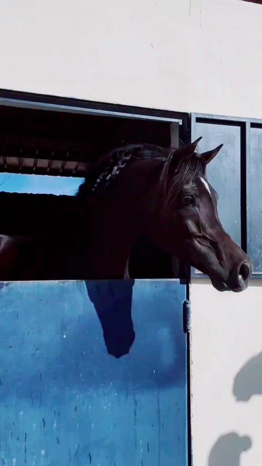 Post 10 by Marwan Alali🇦🇪🐎 on TikTok (video)