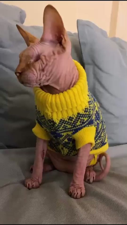 Post 5 by Yaw 🇦🇪 on TikTok (video)
