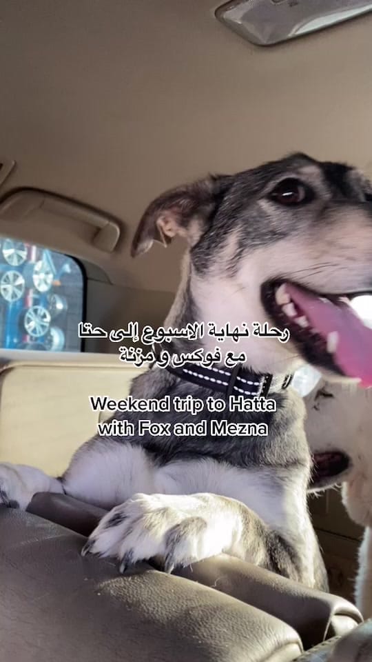 Post 8 by Yaw 🇦🇪 on TikTok (video)