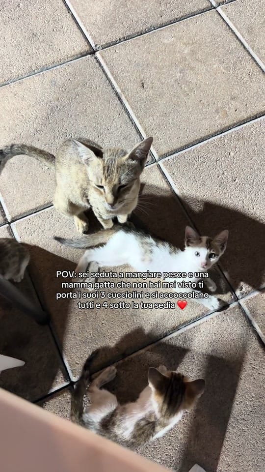 Post 6 by Cristina | PrivateLife on TikTok (video)