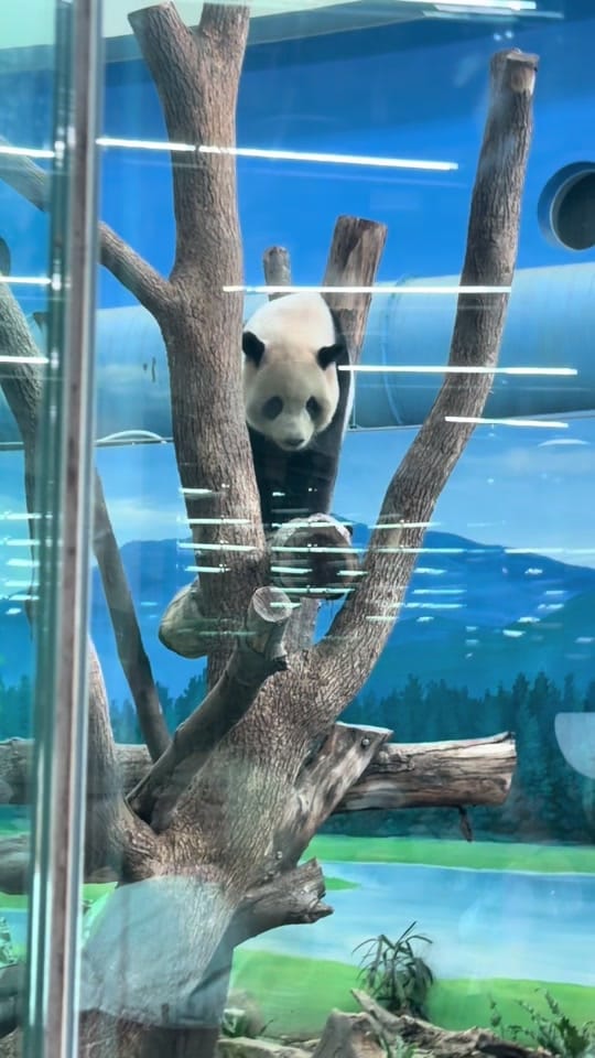 Post 1 by Atengs Adventur on TikTok (video)