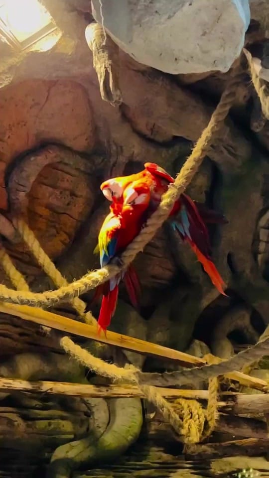 Post 8 by Sreeja Vishwanath on TikTok (video)