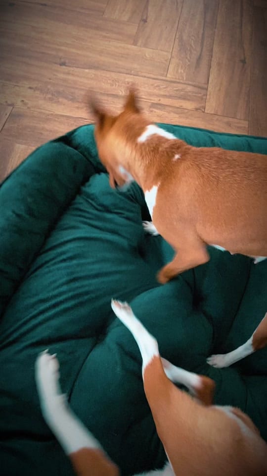 Post 5 by Valencia Shark on TikTok (video)