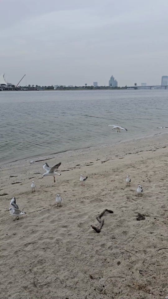 Post 7 by Tahgreed Alsaadi on TikTok (video)