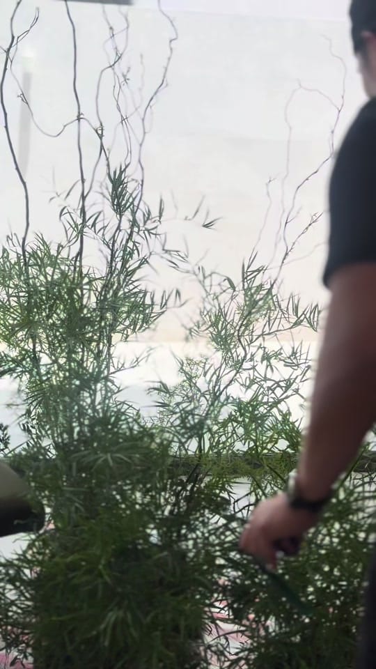Post 1 by Hala Events on TikTok (video)