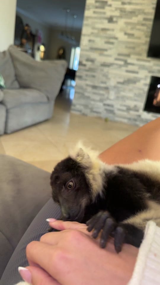 Post 7 by THE JUNGLE FAMILY🐒🌴 on TikTok (video)