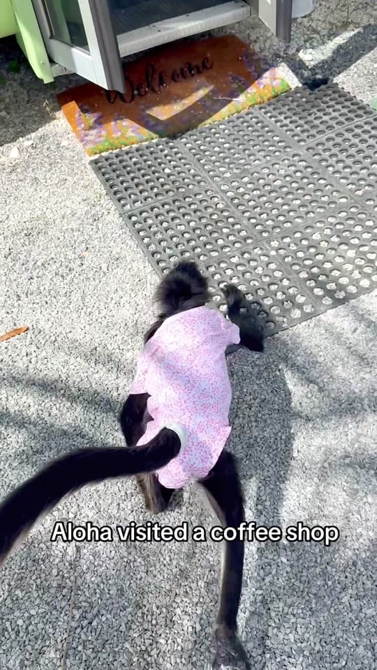 Post 3 by THE JUNGLE FAMILY🐒🌴 on TikTok (video)