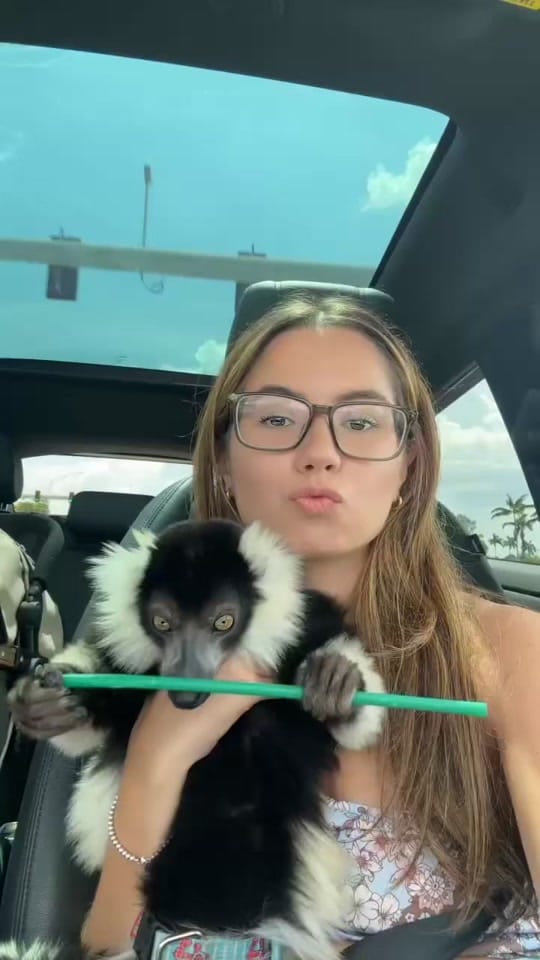 Post 1 by THE JUNGLE FAMILY🐒🌴 on TikTok (video)