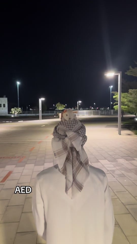 Post 3 by Zayed on TikTok (video)