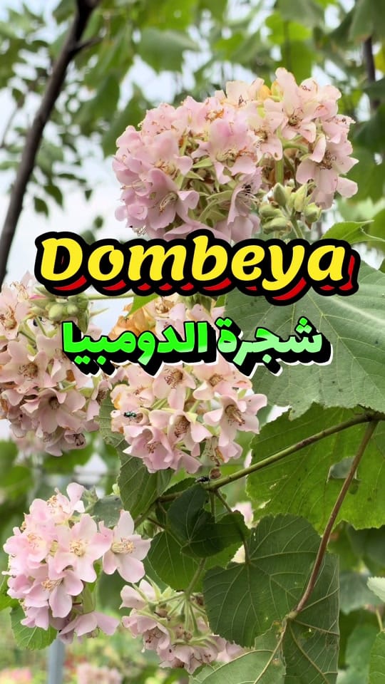 Post 9 by Green Seed Bed Nursery LLC on TikTok (video)