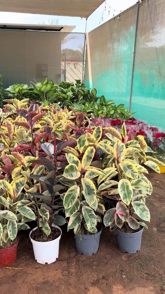 Post 10 by Green Seed Bed Nursery LLC on TikTok (video)