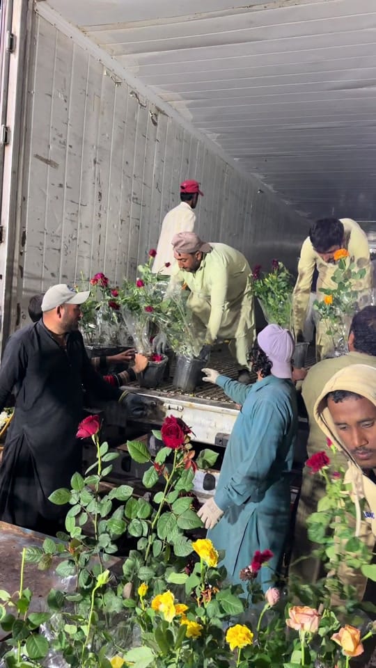 Post 4 by Green Seed Bed Nursery LLC on TikTok (video)