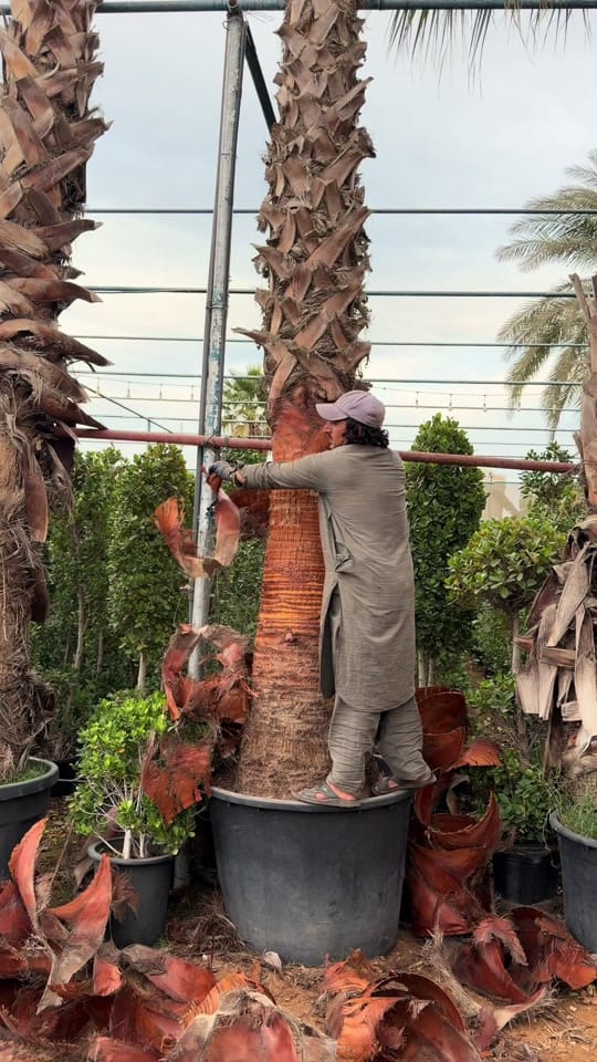 Post 7 by Green Seed Bed Nursery LLC on TikTok (video)