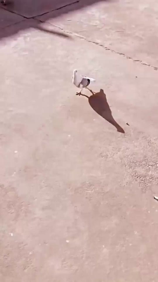 Post 10 by رﺣّ͠ـيلْ"(🥀💔"ء on TikTok (video)