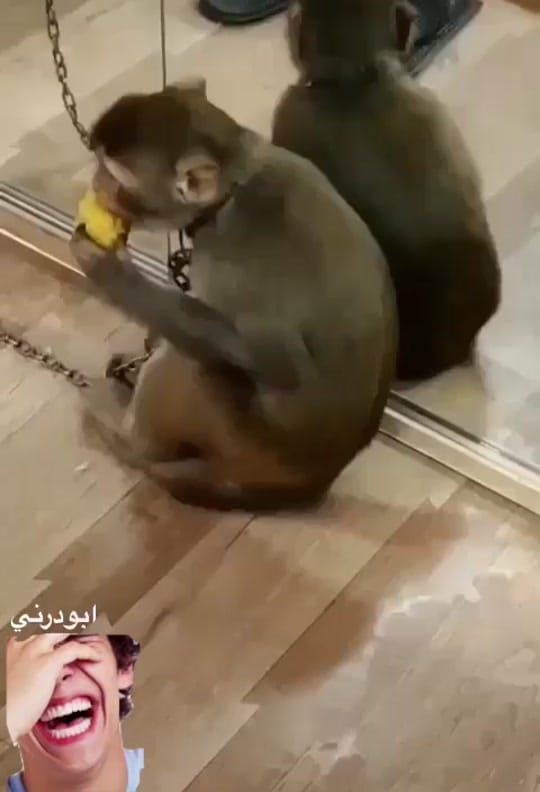 Post 7 by Omeed alblooshi on TikTok (video)