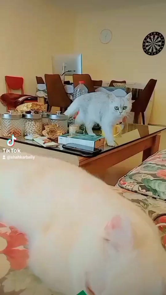 Post 3 by S.H on TikTok (video)