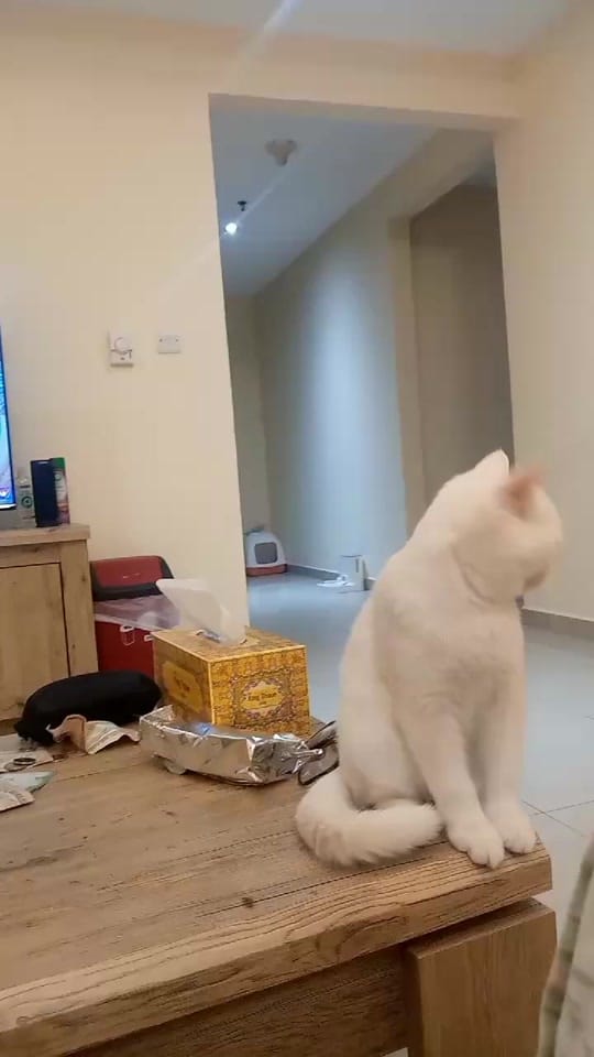 Post 6 by S.H on TikTok (video)