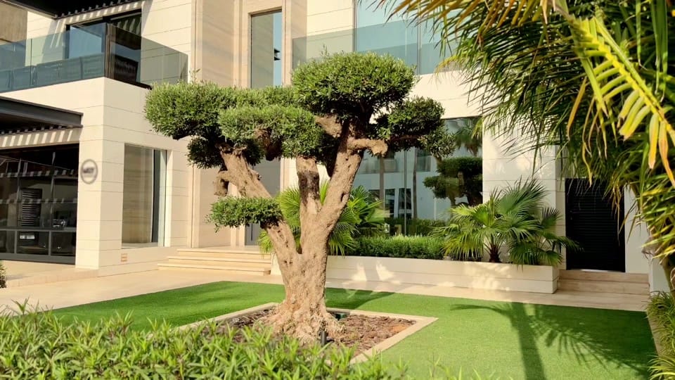 Post 5 by Abboskhon on TikTok (video)