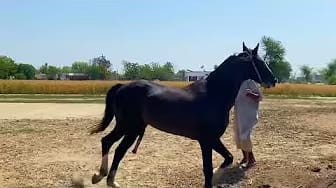 Post 7 by Animal love story on YouTube (video)