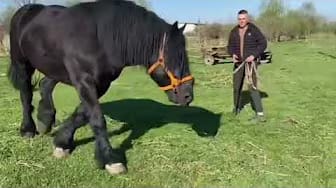 Post 6 by Animal love story on YouTube (video)