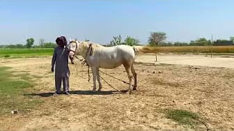 Post 5 by Animal love story on YouTube (video)