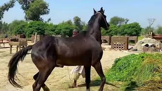 Post 3 by Animal love story on YouTube (video)
