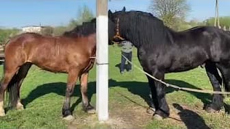 Post 1 by Animal love story on YouTube (video)